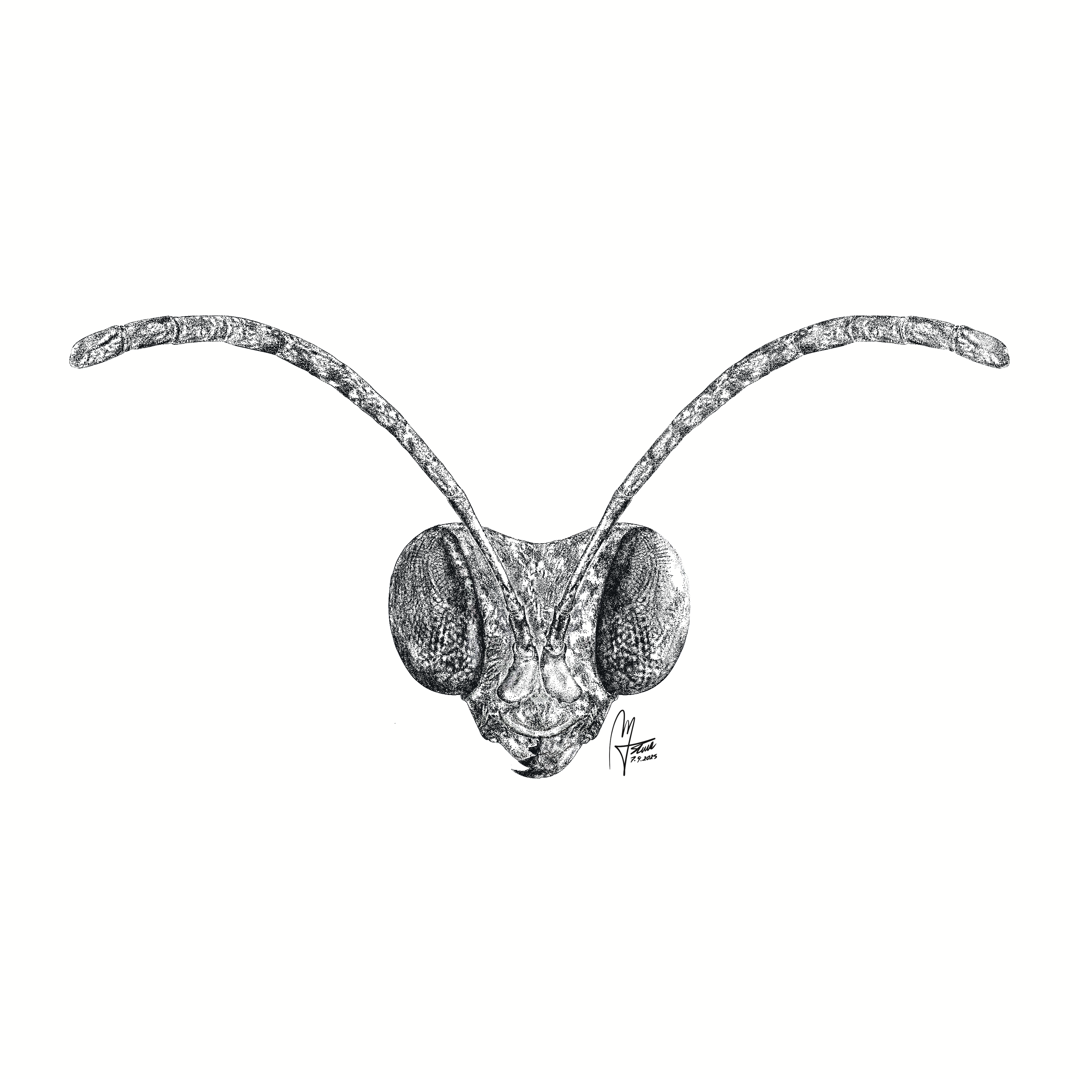 Detailed morphology