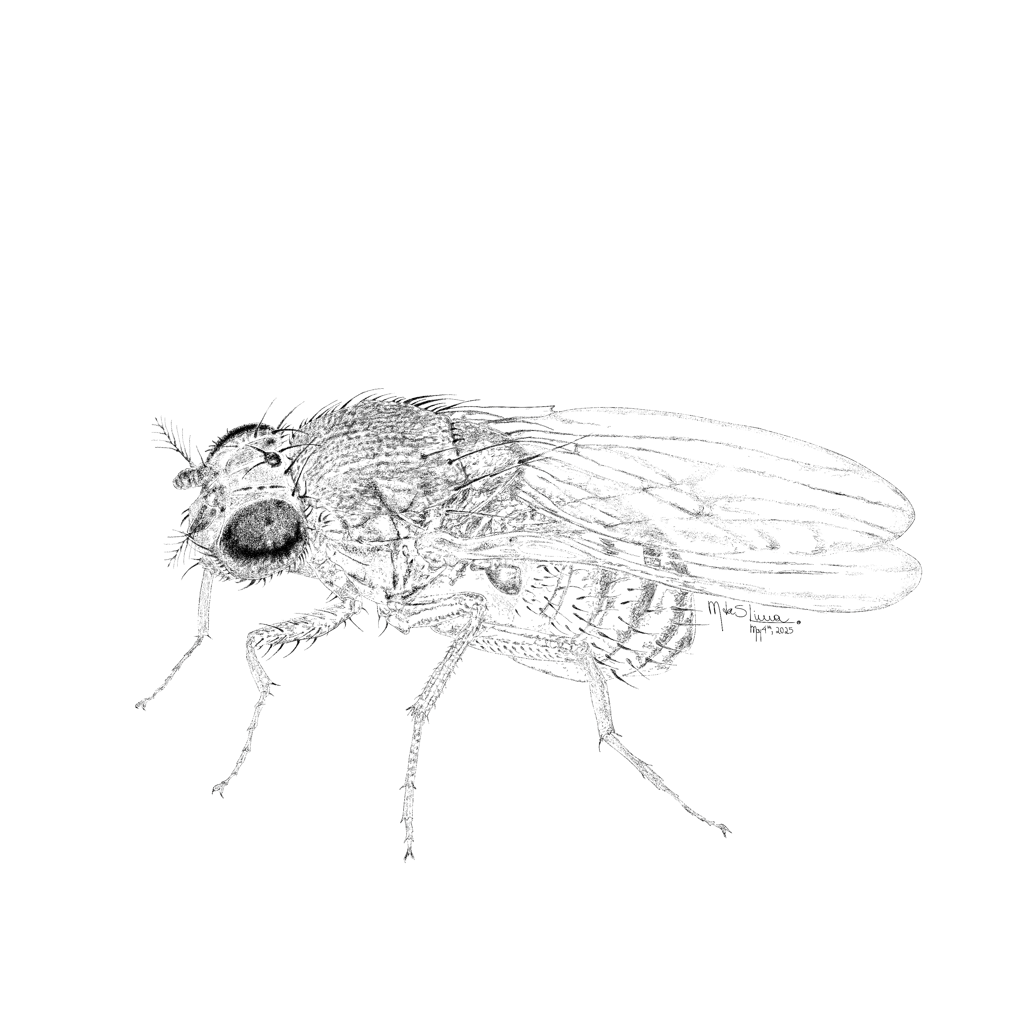 Detailed morphology