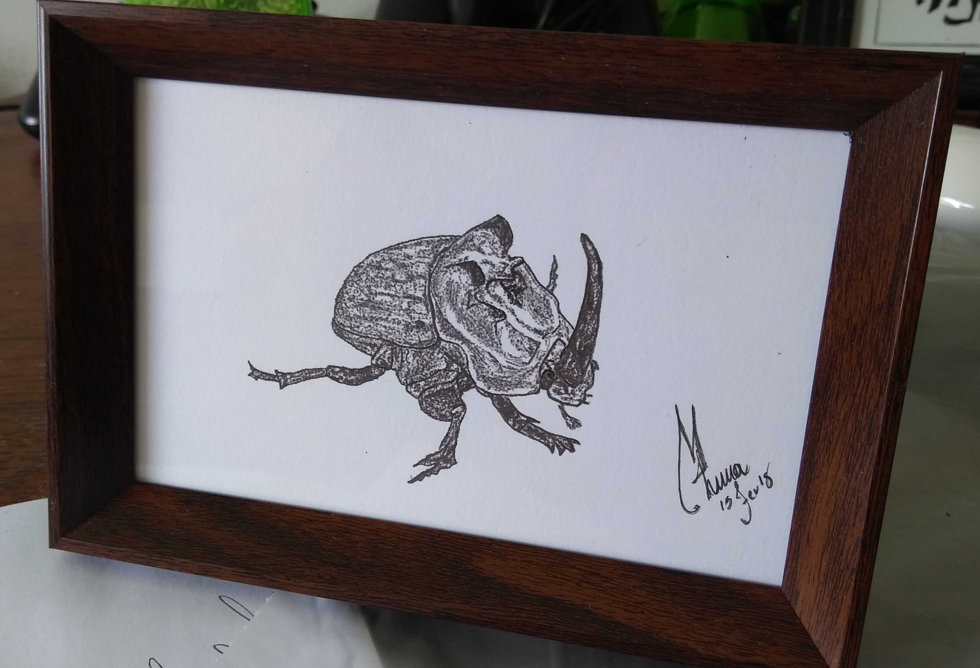 Scientific insect illustration