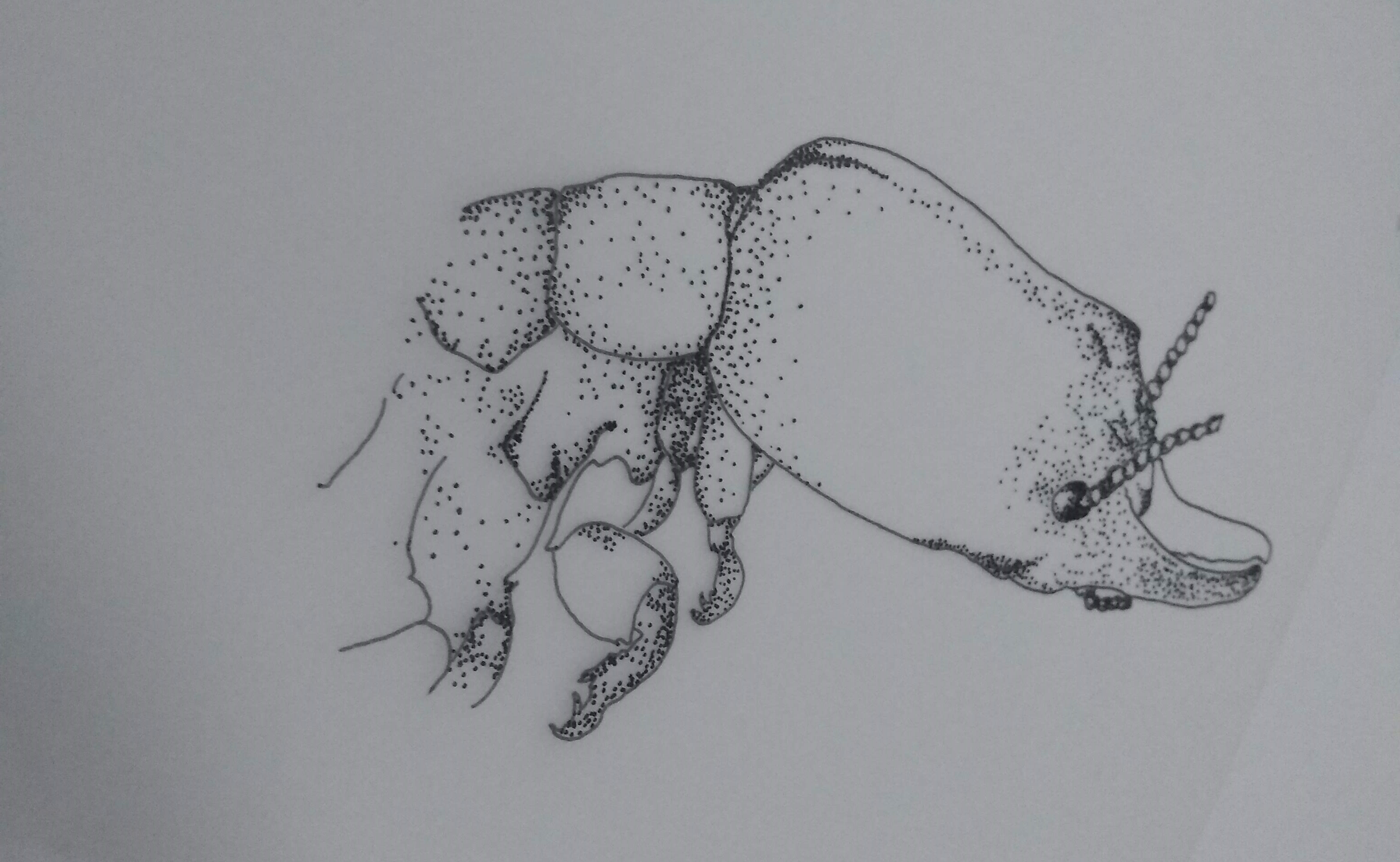 Field specimen study