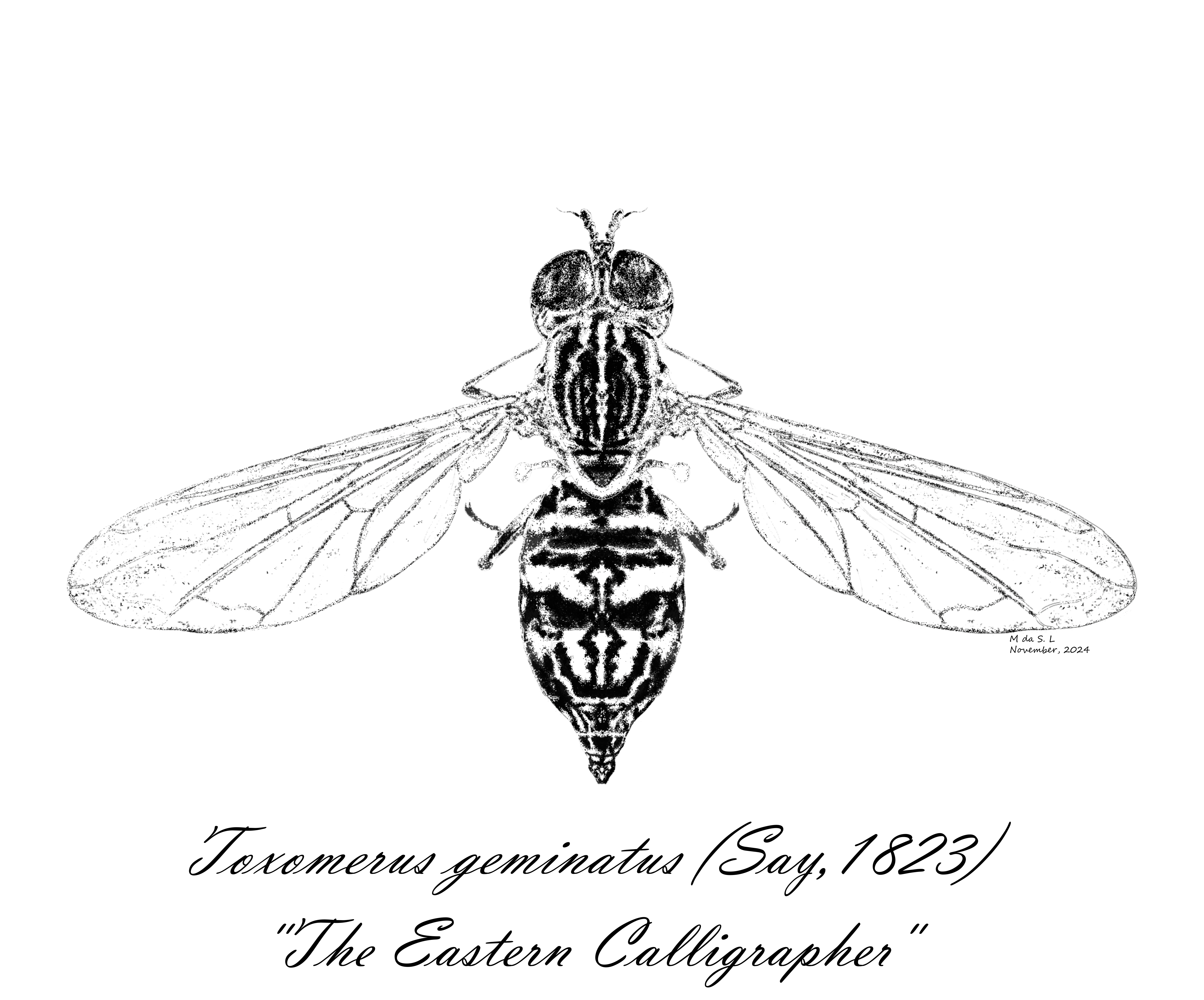 Scientific insect illustration