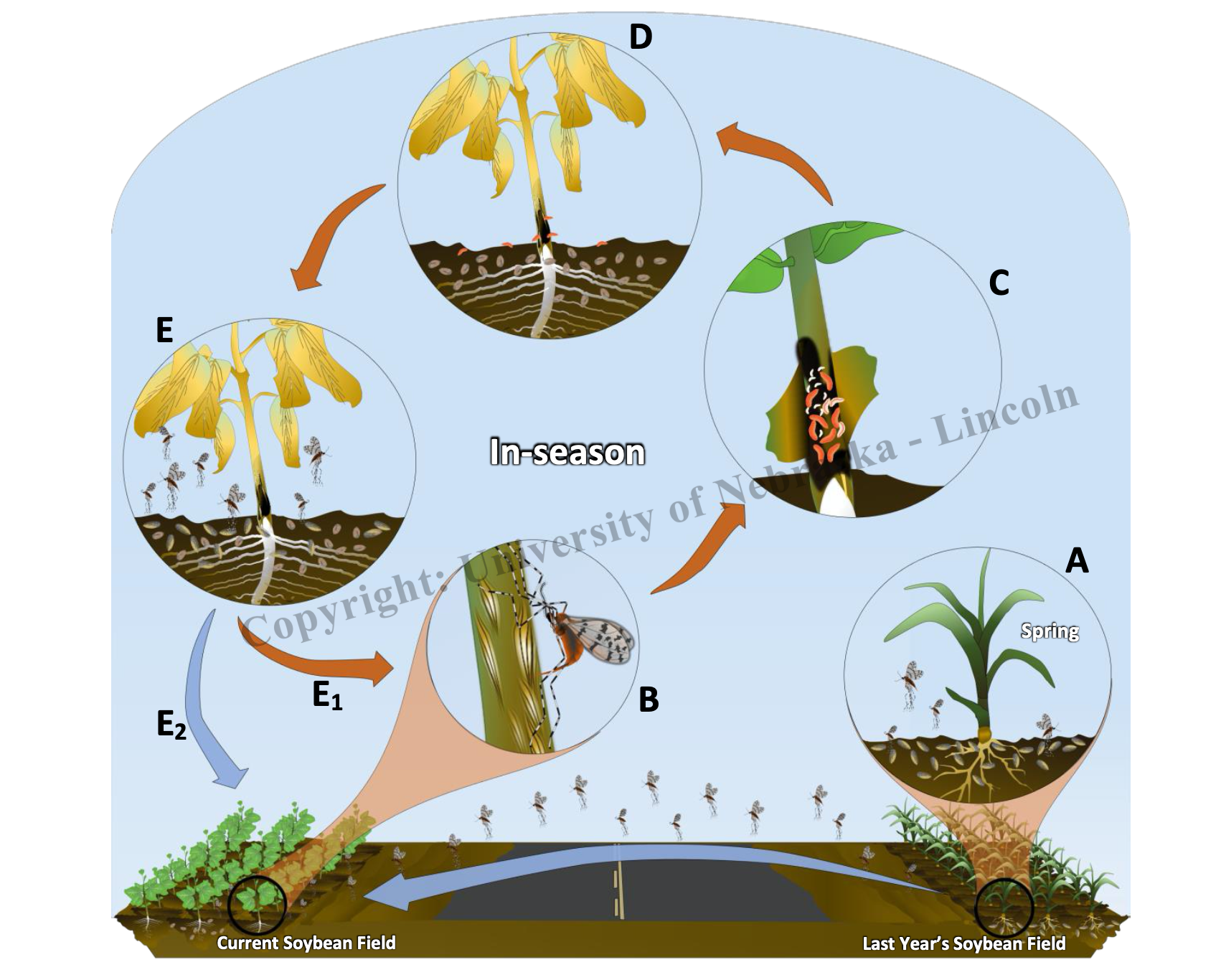 Life-cycle artwork