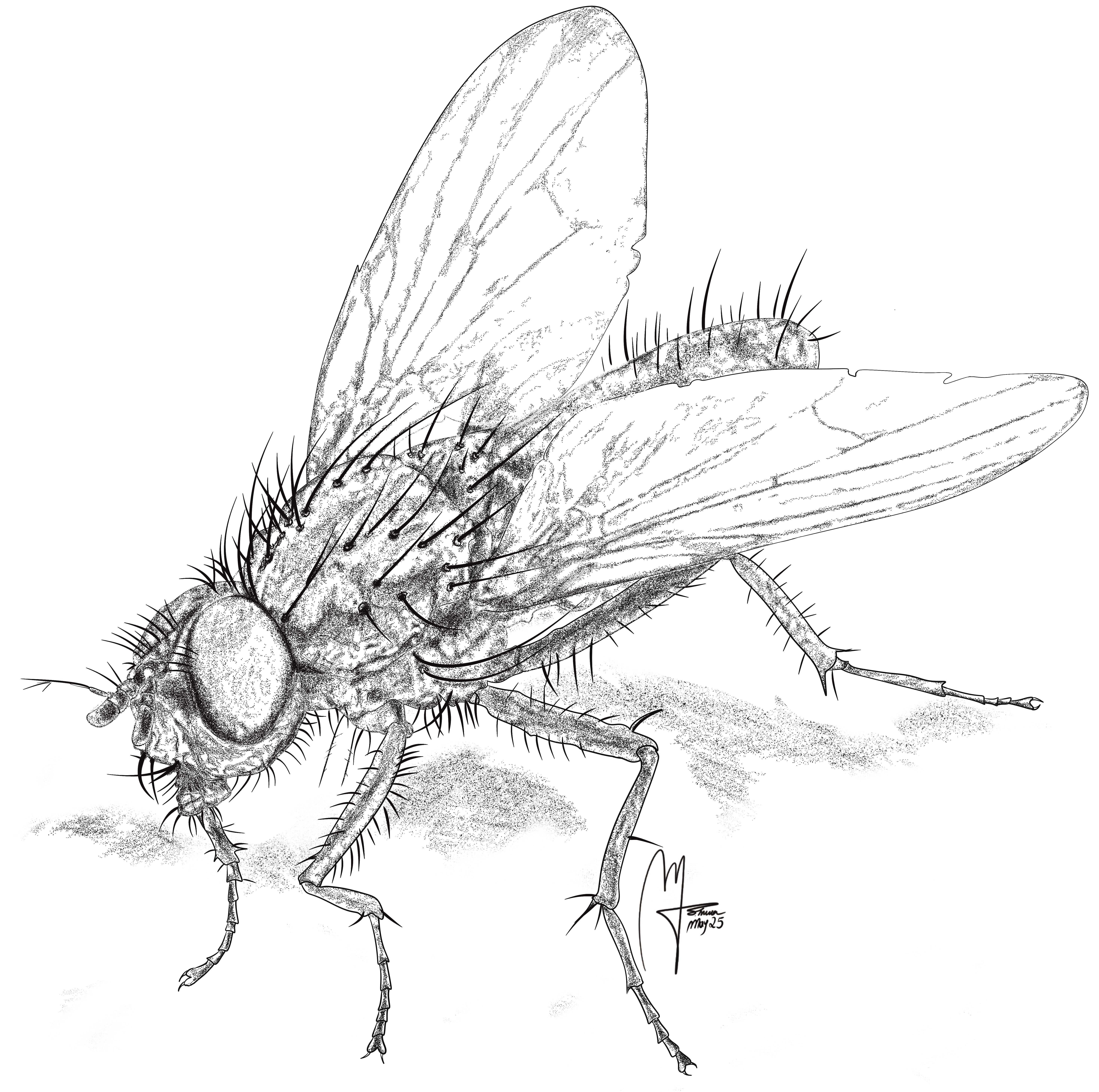 Scientific insect illustration