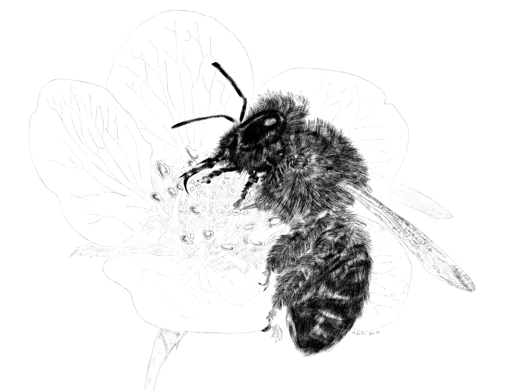Field specimen studyn