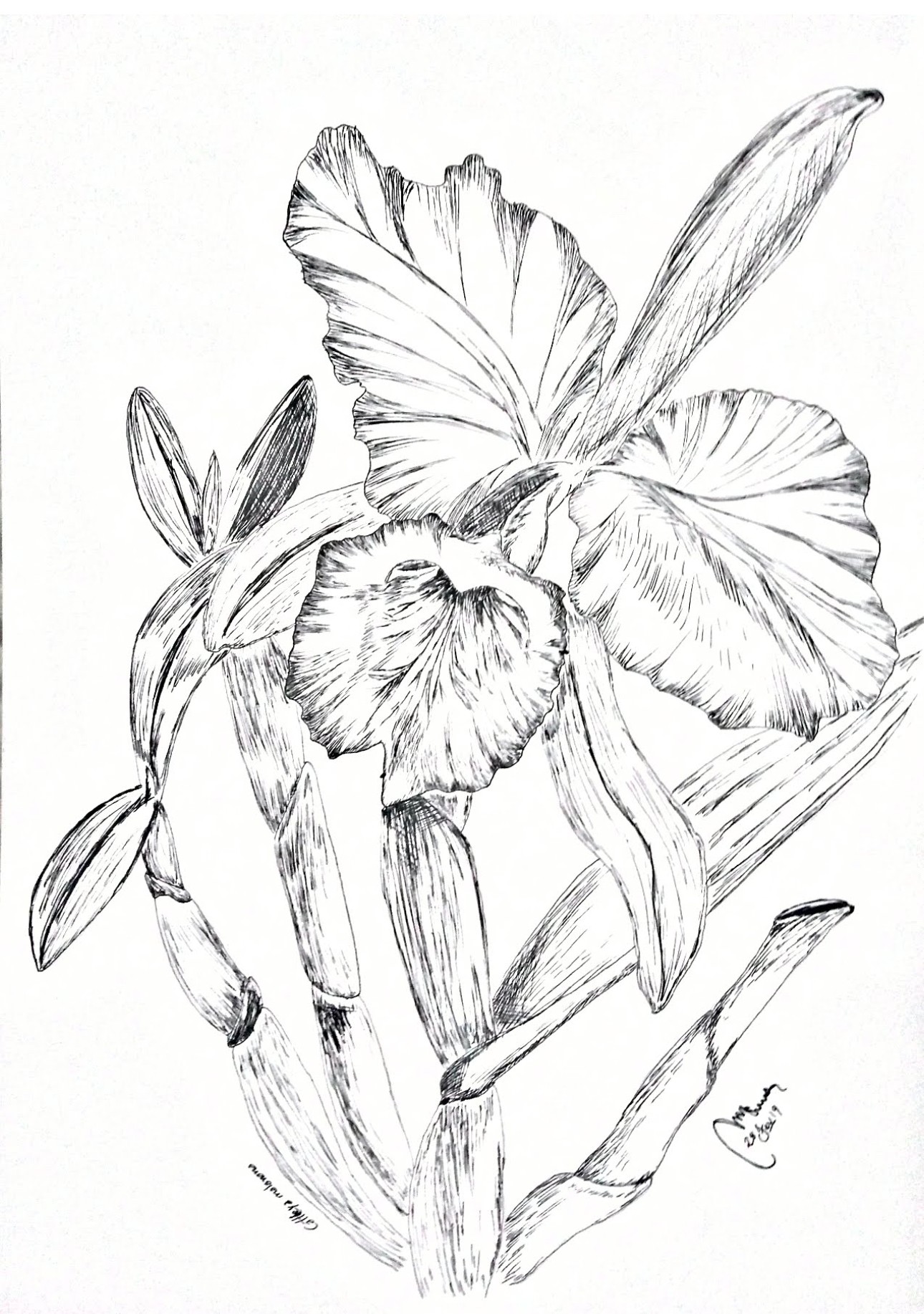 Field specimen study
