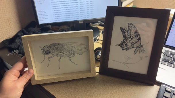 Two illustrations I made