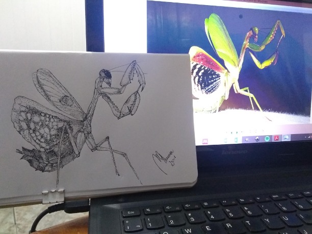 Praying mantis with open wings